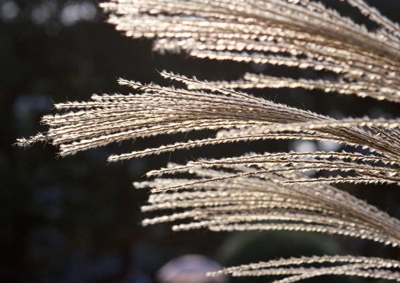 影子,景观,芒草,阳光,自然,景色,自然风光,五节芒,管草,管芒,寒芒