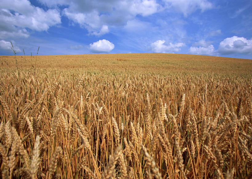 无人,农田,横图,室外,白天,正面,旅游,度假,农业,庄稼,农作物,美景,北海道,日本,亚洲,阴影,丰收,光线,影子,稻田,地平线,景观,云,云朵,辽阔,地面,云彩,娱乐,蓝色,白云,蓝天,天空,阳光,自然,天,享受,休闲,广阔,景色,放松,收获,晴朗,一望无际,自然风光,延伸,东亚,日本国,天地相交,北海道地方,北海道岛,美瑛町,美瑛,道北,无边无际,一马平川,晴空,彩图,耕地,庄稼田,上川郡,上川支厅