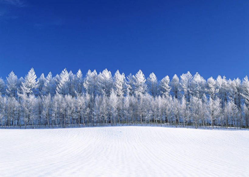 无人,横图,室外,白天,正面,旅游,度假,美景,森林,树林,雪,植物,大雪,北海道,日本,亚洲,阴影,光线,影子,积雪,景观,雪景,冬季,冬天,娱乐,树,树木,蓝色,绿色,蓝天,天空,阳光,自然,天,享受,休闲,景色,放松,寒冷,生长,晴朗,成长,自然风光,东亚,万里无云,日本国,北海道地方,北海道岛,美瑛町,严寒,美瑛,道北,晴空,晴空万里,彩图,上川郡,上川支厅