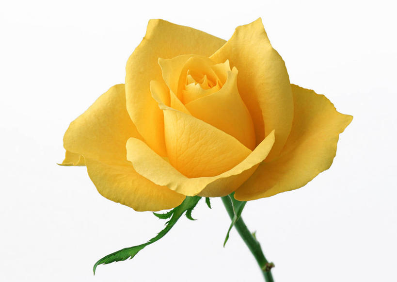 无人,横图,室内,特写,白天,白色背景,正面,爱情,幸福,纯洁,热情,植物,玫瑰,叶子,盛开,纹理,绿叶,玫瑰花,浪漫,花蕾,黄玫瑰,花,花瓣,花朵,鲜花,一朵,黄色,绿色,花苞,花蕊,温暖,温馨,嫩叶,恩爱,摄影,影棚,和睦,感动,肌理,尊敬,天真,刺玫花,徘徊花,叶,叶片,叶脉,彩图,影棚拍摄,拍摄,融洽