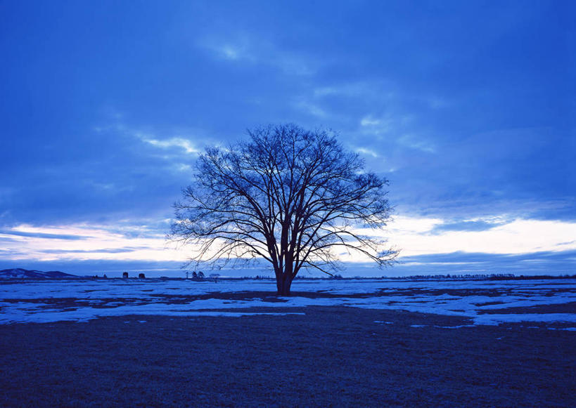 无人,横图,室外,白天,正面,旅游,度假,美景,日落,雪,植物,大雪,榆树,北海道,日本,亚洲,积雪,景观,晚霞,霞光,雪景,冬季,冬天,落日,娱乐,树,树木,绿色,自然,黄昏,享受,休闲,景色,彩霞,放松,寒冷,生长,成长,自然风光,东亚,日本国,北海道地方,北海道岛,严寒,夕照,薄暮,夕阳,榆钱,家榆,白榆,彩图,傍晚,斜阳