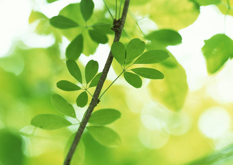 无人,横图,室外,特写,白天,正面,旅游,度假,美景,植物,叶子,长野县,日本,亚洲,阴影,朦胧,模糊,光线,影子,景观,绿叶,枝条,娱乐,树,树木,树枝,绿色,阳光,自然,享受,休闲,嫩叶,景色,放松,自然风光,东亚,本州,本州岛,日本国,中部地方,长野,轻井泽,轻井泽町,虬枝,枝杈,叶,叶片,彩图,北佐久郡