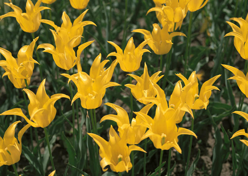 无人,横图,俯视,室外,白天,爱情,花海,花圃,美景,植物,郁金香,叶子,北海道,日本,亚洲,盛开,景观,祝福,花蕾,花,花瓣,花朵,花卉,鲜花,黄色,绿色,自然,花丛,花束,花田,花苞,花蕊,景色,表白,自然风光,荣誉,东亚,札幌,大通公园,日本国,北海道地方,北海道岛,永恒,县厅,郁香,洋荷花,草麝香,彩图,高角度拍摄,札幌市