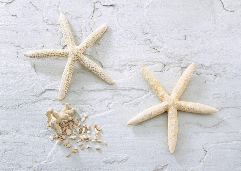 无人,横图,俯视,室内,特写,白天,海星,阴影,反射,珊瑚,影子,珊瑚礁,海洋生物,两个,自然,动物,生物,摄影,影棚,海底礁,棘皮动物门,礁,岩石,星鱼,彩图,高角度拍摄,全身,影棚拍摄,拍摄