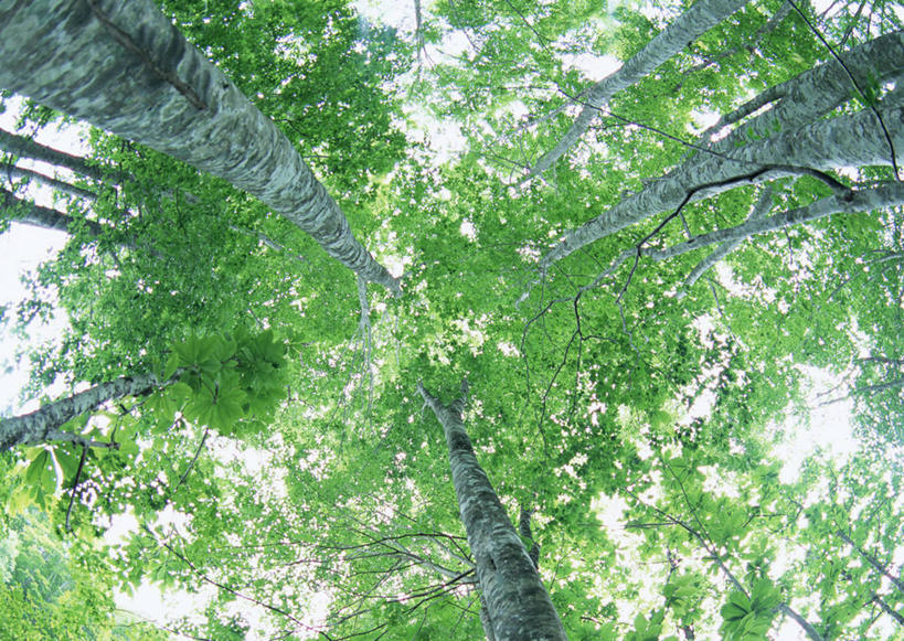 无人,横图,室外,特写,白天,仰视,旅游,度假,美景,森林,树林,植物,叶子,日本,亚洲,阴影,光线,影子,景观,绿叶,树桩,娱乐,树,树干,树木,绿色,阳光,自然,享受,休闲,嫩叶,木桩,景色,放松,生长,成长,自然风光,东亚,本州,本州岛,日本国,东北地方,福岛,福岛县,叶,叶片,彩图,低角度拍摄,北盐原村,耶麻郡