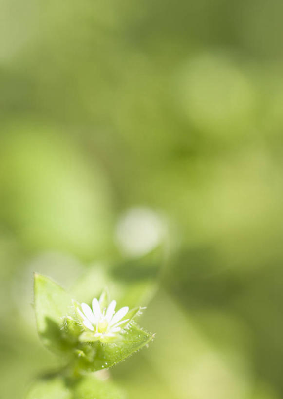 无人,竖图,室外,特写,白天,正面,花海,花圃,美景,植物,叶子,阴影,朦胧,模糊,盛开,光线,影子,景观,花蕾,花,花瓣,花朵,花卉,鲜花,绿色,阳光,自然,花丛,花束,花田,花苞,花蕊,景色,自然风光,繁缕,滋草,鹅肠菜,和尚菜,乌云草,五爪龙,野墨菜,圆酸菜,彩图