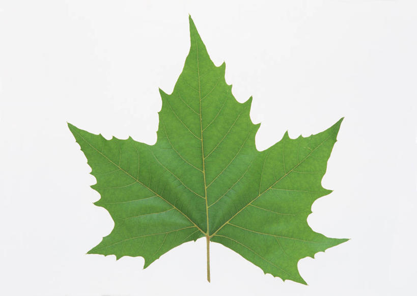 无人,横图,室内,特写,白天,白色背景,正面,植物,叶子,一片,新鲜,纹理,绿叶,绿色,嫩叶,摄影,影棚,青春,生命,和平,安详,肌理,冷色,叶,叶片,叶脉,彩图,影棚拍摄,拍摄,无花果叶