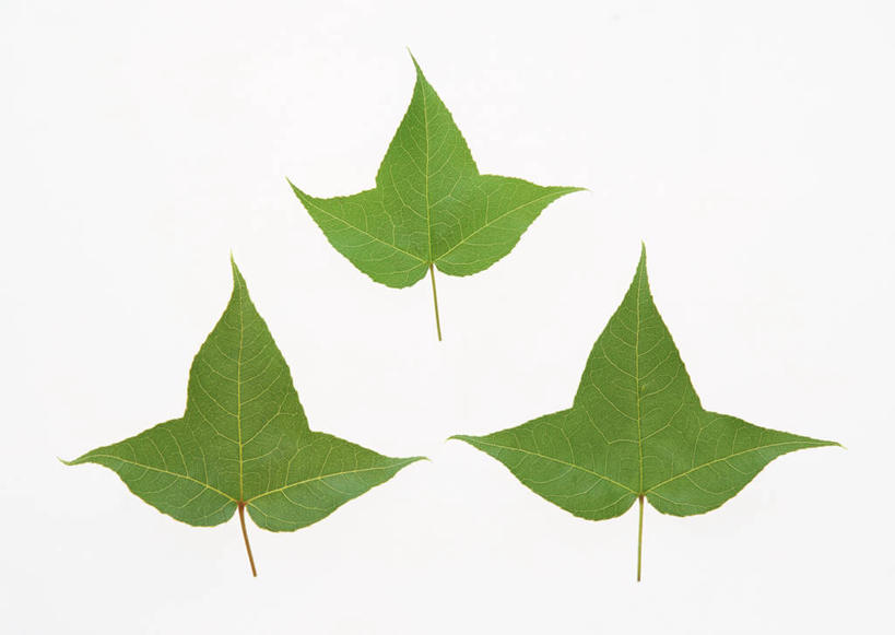 无人,横图,室内,特写,白天,白色背景,正面,植物,叶子,一排,新鲜,整齐,纹理,枫叶,绿叶,三片,排列,绿色,嫩叶,摄影,影棚,青春,枫树叶,生命,队列,和平,安详,肌理,冷色,枫香,叶,叶片,叶脉,枫香树,彩图,影棚拍摄,拍摄