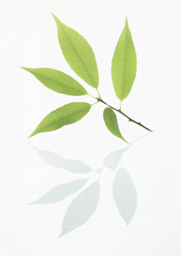 无人,竖图,室内,特写,白天,白色背景,正面,植物,叶子,一片,纹理,绿叶,绿色,嫩叶,摄影,影棚,橡树,肌理,沼生橡树,叶,叶片,叶脉,彩图,影棚拍摄,拍摄