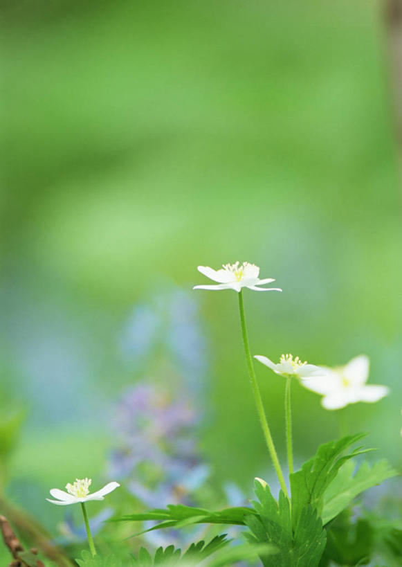 无人,竖图,室外,特写,白天,正面,花海,花圃,美景,植物,白头翁,叶子,阴影,朦胧,模糊,盛开,光线,影子,景观,花蕾,花,花瓣,花朵,花卉,鲜花,绿色,白色,阳光,自然,花丛,花束,花田,花苞,花蕊,景色,清热,自然风光,杀虫,解毒,燥湿,止痢,奈何草,苦,彩图,性寒,耗子花,老婆子花,老翁花,毛姑朵花,凉血