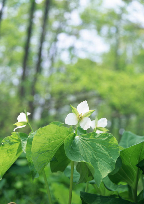 无人,竖图,室外,特写,白天,正面,花海,花圃,美景,树林,植物,叶子,阴影,朦胧,模糊,盛开,光线,影子,景观,绿叶,草药,药草,花蕾,中药,花,花瓣,花朵,花卉,鲜花,树,树木,绿色,白色,阳光,自然,花丛,花束,花田,花苞,花蕊,嫩叶,景色,生长,成长,自然风光,药材,中草药,中药材,本草,延龄草,尸儿七,芋儿七,叶,叶片,彩图