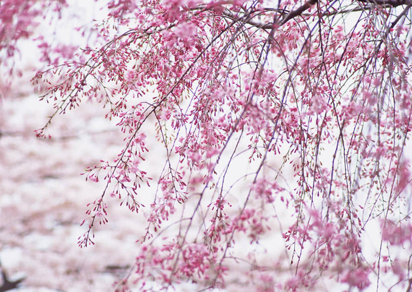 无人,横图,室外,特写,白天,仰视,旅游,度假,幸福,纯洁,美景,植物,樱花,东京,日本,亚洲,盛开,景观,枝条,新宿,花蕾,娱乐,花,花瓣,花朵,鲜花,树,树木,树枝,粉色,自然,花苞,花蕊,享受,休闲,景色,放松,等待,生命,自然风光,东亚,本州,关东地方,本州岛,日本国,东京都,新宿区,仙樱花,福岛樱,青肤樱,高尚,县厅,东京市,热烈,虬枝,枝杈,荆桃,彩图,低角度拍摄,日本樱花