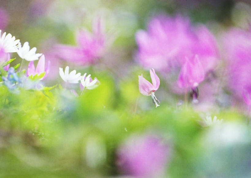 无人,横图,室外,特写,白天,正面,花海,花圃,美景,植物,叶子,阴影,朦胧,模糊,盛开,光线,影子,景观,花蕾,花,花瓣,花朵,花卉,鲜花,绿色,紫色,白色,阳光,自然,花丛,花束,花田,花苞,花蕊,景色,自然风光,狗牙菫,猪牙花,彩图