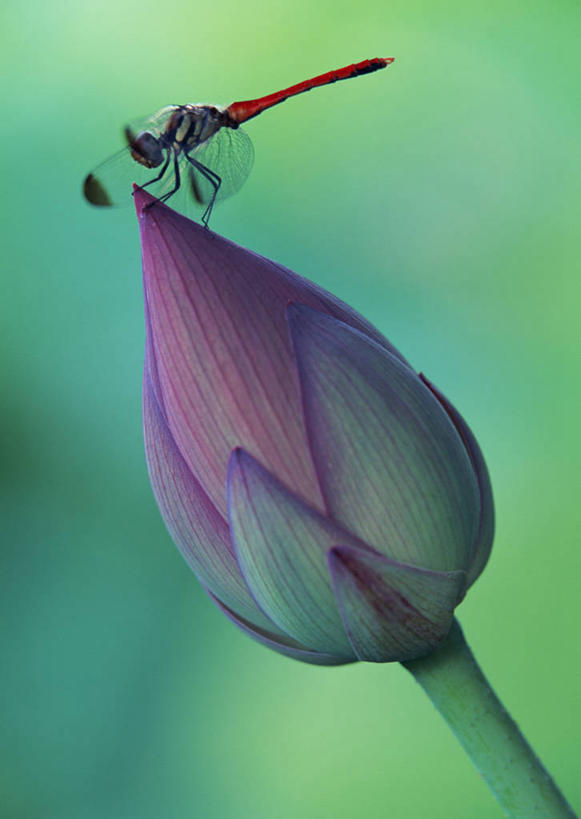 无人,竖图,室外,特写,白天,侧面,纯洁,美景,莲花,阴影,朦胧,模糊,盛开,光线,蜻蜓,昆虫,影子,景观,花蕾,停留,花,花瓣,花朵,鲜花,一朵,一只,阳光,自然,动物,花苞,花蕊,景色,富贵,神圣,自然风光,猫猫丁,咪咪洋,蚂螂,河嘻嘻,益虫,纯净,六月花神,正直,鞭蕖,鞭蓉,芙蕖,菡萏,荷花,六月春,藕花,水旦,水芙蓉,水华,水芸,溪客,彩图,全身