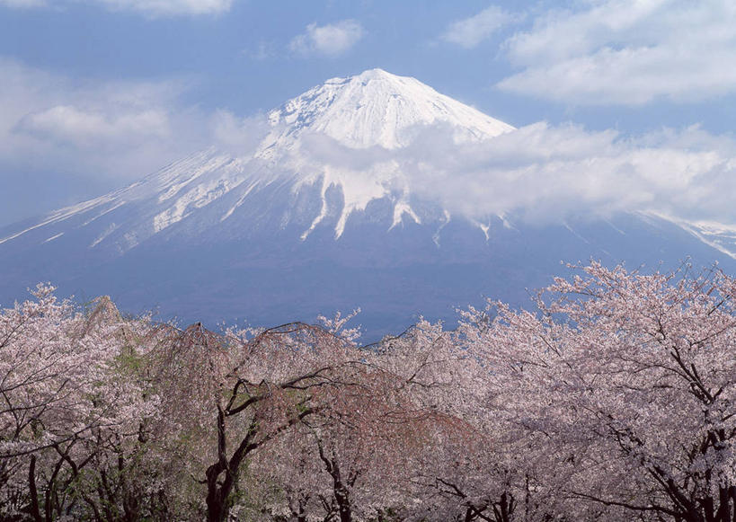 无人,横图,室外,白天,正面,旅游,度假,幸福,纯洁,火山,美景,山,树林,雪,雪山,植物,大雪,樱花,富士山,静冈县,日本,亚洲,盛开,冰,积雪,景观,山峰,雪景,云,云朵,冬季,冬天,山峦,花蕾,云彩,娱乐,花,花瓣,花朵,鲜花,树,树木,蓝色,绿色,白云,蓝天,天空,自然,天,花苞,花蕊,享受,休闲,景色,放松,寒冷,生长,晴朗,成长,等待,冰冷,生命,自然风光,东亚,本州,本州岛,日本国,中部地方,静冈,富士宫,仙樱花,福岛樱,青肤樱,高尚,严寒,冰凉,酷寒,凛冽,凛凛,极冷,热烈,活火山,晴空,荆桃,彩图