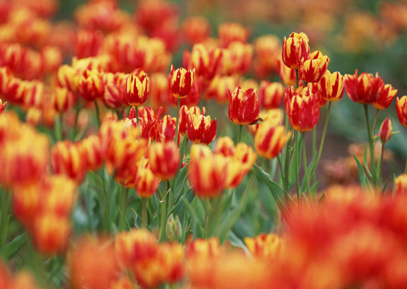 无人,横图,俯视,室外,特写,白天,爱情,旅游,度假,幸福,花海,花圃,美景,植物,郁金香,叶子,日本,亚洲,朦胧,模糊,盛开,景观,辉煌,祝福,花蕾,娱乐,花,花瓣,花朵,花卉,鲜花,绿色,自然,花丛,花束,花田,花苞,花蕊,享受,休闲,温暖,橙色,景色,放松,活泼,华丽,暖色,表白,自然风光,荣誉,温情,东亚,本州,本州岛,日本国,中部地方,山梨,山梨县,永恒,炽热,响亮,跃动,甜蜜,郁香,洋荷花,草麝香,彩图,高角度拍摄,愉快,南都留郡,山中湖村