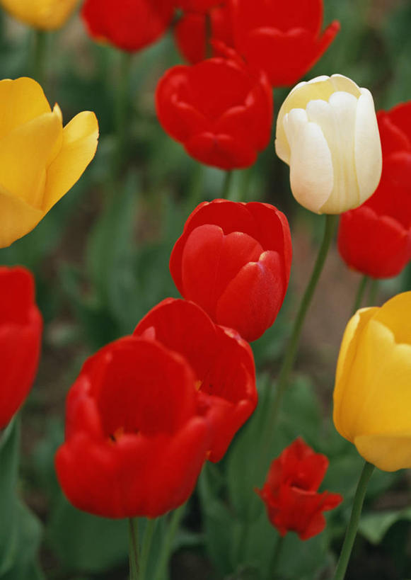 无人,竖图,俯视,室外,特写,白天,爱情,旅游,度假,花海,花圃,美景,植物,郁金香,叶子,北海道,日本,亚洲,朦胧,模糊,盛开,景观,祝福,花蕾,娱乐,花,花瓣,花朵,花卉,鲜花,黄色,红色,绿色,白色,自然,花丛,花束,花田,花苞,花蕊,享受,休闲,景色,放松,表白,自然风光,荣誉,东亚,札幌,大通公园,日本国,北海道地方,北海道岛,永恒,县厅,郁香,洋荷花,草麝香,彩图,高角度拍摄,札幌市