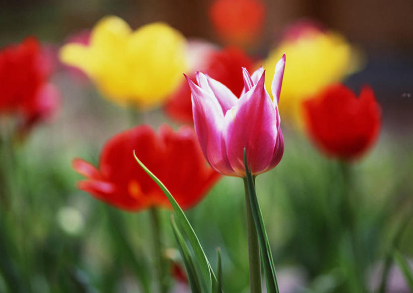 无人,横图,俯视,室外,特写,白天,爱情,旅游,度假,花海,花圃,美景,植物,郁金香,叶子,北海道,日本,亚洲,朦胧,模糊,盛开,景观,祝福,花蕾,娱乐,花,花瓣,花朵,花卉,鲜花,黄色,红色,绿色,白色,自然,花丛,花束,花田,花苞,花蕊,享受,休闲,景色,放松,表白,自然风光,荣誉,东亚,札幌,日本国,北海道地方,北海道岛,永恒,县厅,郁香,洋荷花,草麝香,彩图,高角度拍摄,圆山公园,札幌市