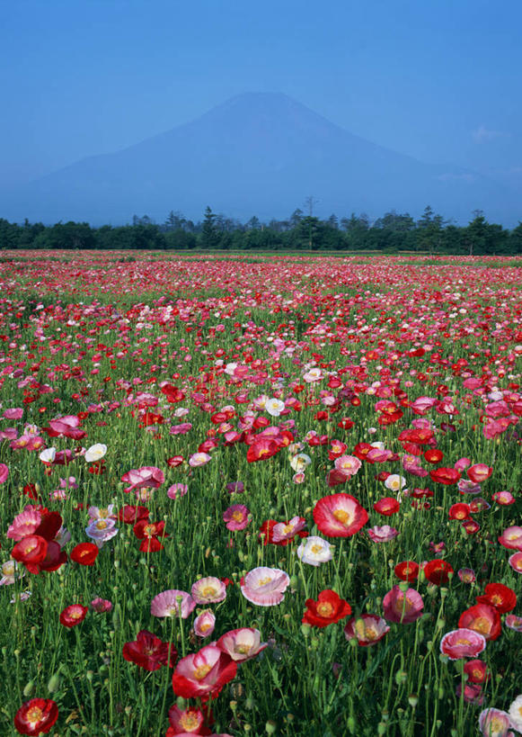 无人,竖图,室外,白天,正面,旅游,度假,花海,花圃,美景,树林,植物,罂粟,叶子,日本,亚洲,盛开,景观,草药,花蕾,娱乐,中药,花,花瓣,花朵,花卉,鲜花,树,树木,蓝色,绿色,蓝天,天空,自然,花丛,花束,花田,天,花苞,花蕊,享受,休闲,景色,放松,生长,晴朗,成长,毒品,自然风光,药材,中草药,东亚,中药材,本草,本州,万里无云,本州岛,日本国,中部地方,山梨,山梨县,止痛,镇静,安眠,晴空,晴空万里,罂粟花,米囊花,彩图,南都留郡,山中湖村