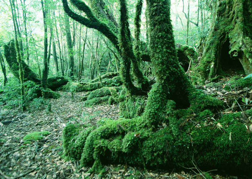 无人,横图,室外,白天,正面,旅游,度假,美景,森林,树林,植物,雾,鹿儿岛,日本,亚洲,朦胧,模糊,景观,青苔,苔藓,娱乐,树,树木,绿色,自然,享受,休闲,景色,放松,生长,成长,迷雾,自然风光,东亚,日本国,九州本岛,九州,九州岛,九州地方,鹿儿岛县,屋久岛,大雾,彩图