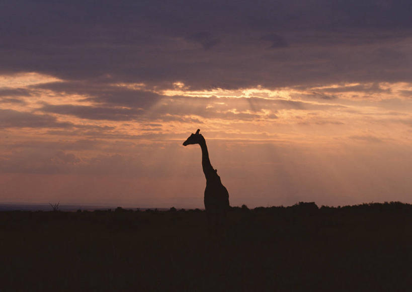 无人,站,横图,室外,白天,正面,旅游,度假,草地,草坪,美景,日落,植物,哺乳动物,长颈鹿,野生动物,非洲,肯尼亚,景观,晚霞,霞光,落日,背光,注视,娱乐,草,一只,绿色,自然,黄昏,动物,观察,看,站着,享受,休闲,景色,彩霞,放松,活泼,观看,察看,国家公园,关注,自然风光,逆光,阿非利加洲,肯尼亚共和国,马赛马拉国家公园,夕照,马赛长颈鹿,夕阳,站立,彩图,全身,斜阳
