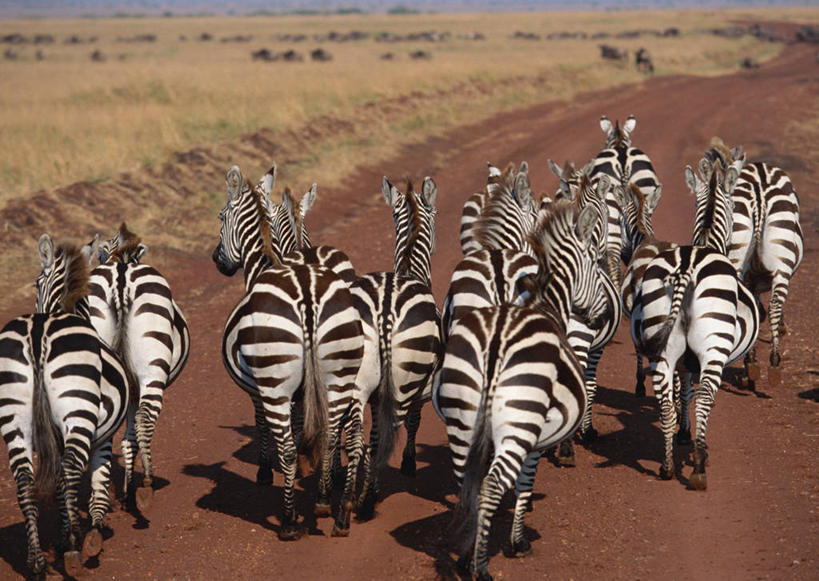 无人,走,横图,室外,白天,旅游,度假,美景,植物,道路,路,斑马,马,野生动物,非洲,肯尼亚,许多,阴影,枯萎,光线,影子,景观,小路,枯草,交通,很多,注视,娱乐,草,背面,黄色,阳光,自然,动物,观察,看,享受,休闲,景色,放松,可爱,牲畜,活泼,乡间小路,观看,察看,国家公园,关注,自然风光,阿非利加洲,肯尼亚共和国,马赛马拉国家公园,步行,散步,走路,半身,彩图,格兰特氏斑马