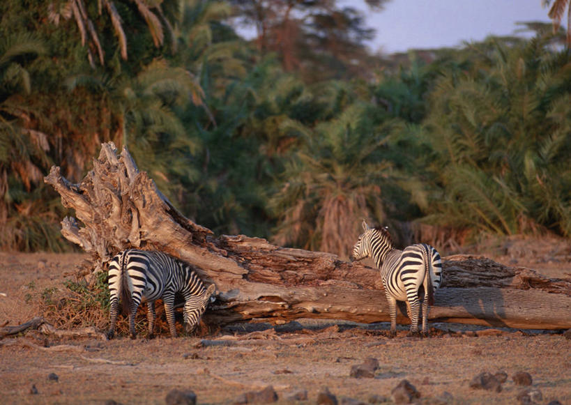 无人,公园,站,横图,室外,白天,旅游,度假,美景,森林,树林,植物,斑马,马,野生动物,非洲,肯尼亚,阴影,光线,影子,景观,注视,娱乐,树,树木,背面,蓝色,绿色,蓝天,天空,阳光,自然,动物,天,观察,看,站着,两只,享受,休闲,景色,放松,可爱,牲畜,活泼,生长,晴朗,成长,观看,察看,国家公园,关注,自然风光,万里无云,阿非利加洲,肯尼亚共和国,安波塞利国家公园,裂谷省,晴空,晴空万里,站立,彩图,全身,格兰特氏斑马
