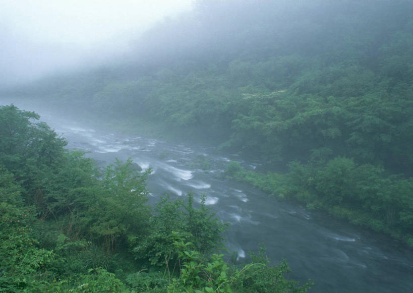 无人,横图,俯视,室外,白天,旅游,度假,河流,美景,森林,树林,水,植物,雾,日本,亚洲,阴影,朦胧,模糊,光线,影子,河水,景观,水流,娱乐,树,树木,绿色,阳光,自然,享受,休闲,景色,放松,生长,成长,迷雾,自然风光,东亚,本州,关东地方,本州岛,日本国,崎玉,崎玉县,大雾,彩图,高角度拍摄,日高市