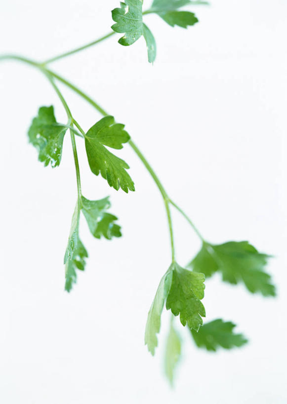 无人,竖图,俯视,室内,特写,白天,白色背景,蔬菜,叶子,新鲜,香菜,食品,绿叶,食物,嫩叶,摄影,有机食品,绿色食品,影棚,胡菜,香荽,原荽,园荽,芫荽,胡荽,莞荽,芫茜,芫蓿,莚葛草,莚荽菜,叶,叶片,彩图,高角度拍摄,影棚拍摄,拍摄