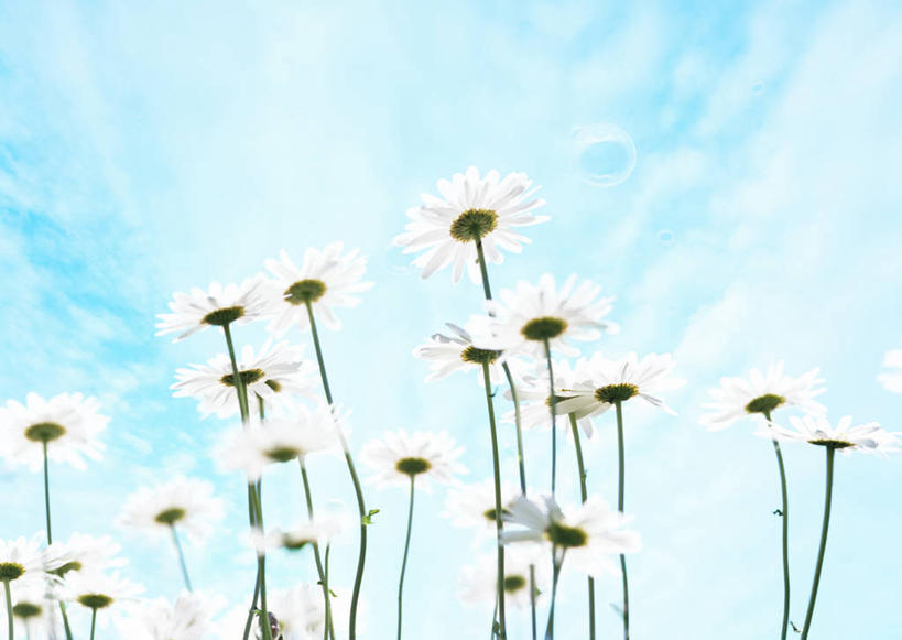 无人,横图,室外,白天,仰视,旅游,度假,花海,花圃,美景,植物,叶子,北海道,日本,亚洲,阴影,盛开,光线,影子,景观,云,云朵,花蕾,云彩,娱乐,花,花瓣,花朵,花卉,鲜花,蓝色,绿色,白色,白云,蓝天,天空,阳光,自然,花丛,花束,花田,天,花苞,花蕊,享受,休闲,菊花,景色,放松,晴朗,自然风光,东亚,日本国,北海道地方,北海道岛,大滨菊,西洋滨菊,滨菊,晴空,彩图,低角度拍摄