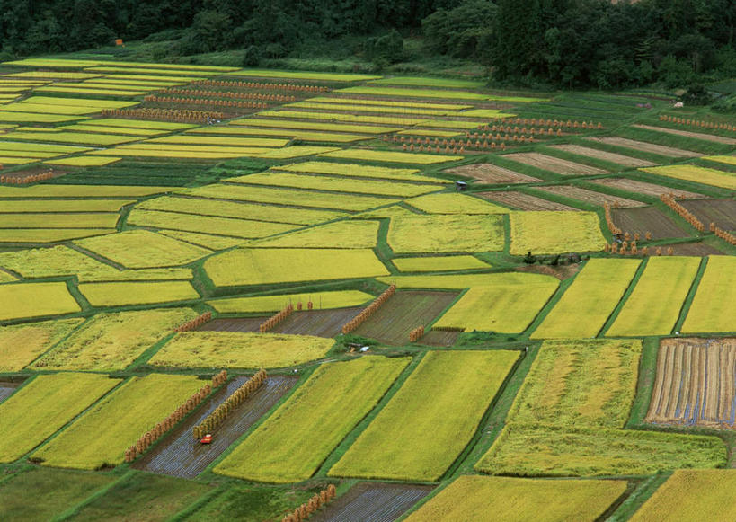 无人,农田,横图,俯视,室外,白天,旅游,度假,农业,庄稼,农作物,美景,树林,植物,日本,亚洲,新鲜,纹路,纹理,稻田,景观,娱乐,树,树木,绿色,自然,享受,休闲,景色,放松,生长,成长,青春,生命,自然风光,和平,安详,东亚,本州,肌理,本州岛,日本国,东北地方,山形,山形县,冷色,彩图,高角度拍摄,耕地,庄稼田,朝日町,西村山郡