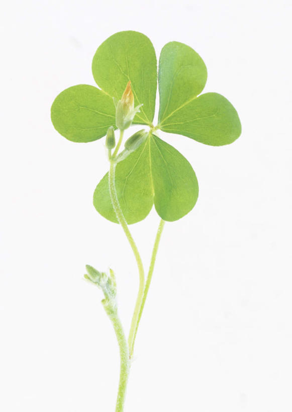 无人,竖图,室内,特写,白天,白色背景,正面,植物,叶子,纹理,绿叶,一个,绿色,嫩叶,摄影,影棚,单个,肌理,斑鸠酸,酢浆草,钩钩草,三叶酸,酸浆草,酸咪咪,酸酸草,叶,叶片,叶脉,彩图,影棚拍摄,拍摄