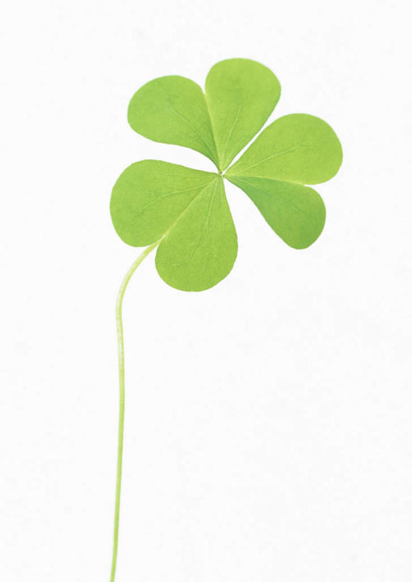 无人,竖图,室内,特写,白天,白色背景,正面,植物,叶子,纹理,绿叶,一个,绿色,嫩叶,摄影,影棚,单个,肌理,斑鸠酸,酢浆草,钩钩草,三叶酸,酸浆草,酸咪咪,酸酸草,叶,叶片,叶脉,彩图,影棚拍摄,拍摄