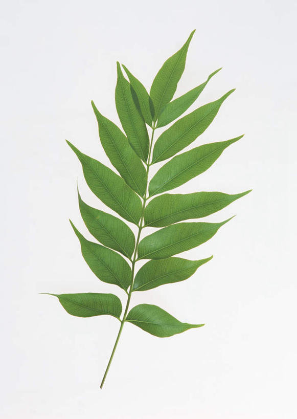 无人,竖图,室内,特写,白天,白色背景,正面,植物,叶子,一排,许多,整齐,纹理,绿叶,排列,绿色,嫩叶,摄影,影棚,队列,肌理,漆树,叶,叶片,叶脉,彩图,影棚拍摄,拍摄,野漆树