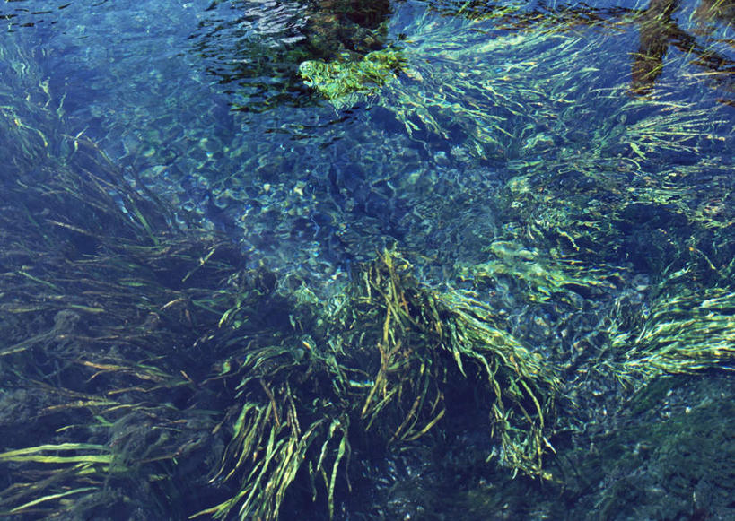 无人,横图,俯视,室外,特写,白天,旅游,度假,湖,湖泊,美景,水,植物,日本,亚洲,波纹,新鲜,池塘,湖面,景观,水流,水面,水草,涟漪,娱乐,绿色,倒影,水纹,自然,波浪,湖水,享受,休闲,景色,放松,泉水,忍野八海,生长,成长,青春,倒映,生命,自然风光,和平,安详,东亚,本州,本州岛,日本国,中部地方,山梨,山梨县,水晕,冷色,反照,彩图,高角度拍摄,南都留郡,忍野村,涌泉群