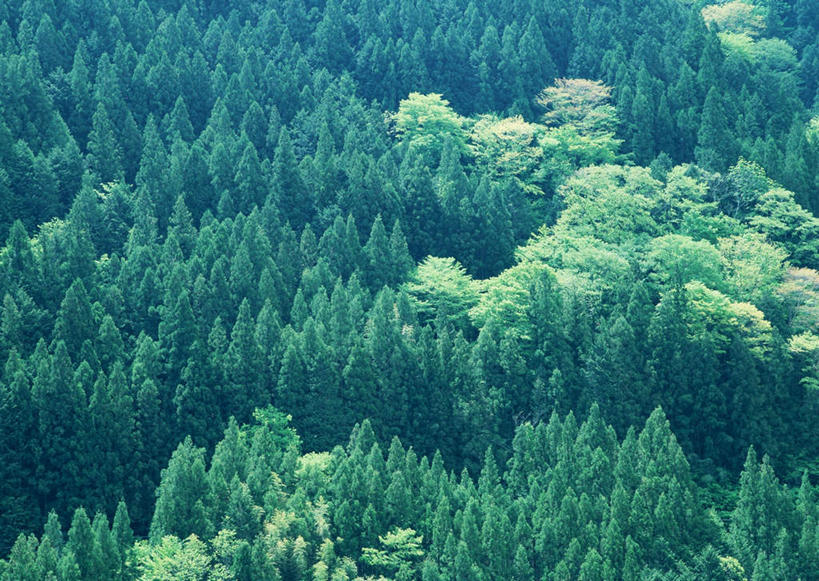 无人,横图,俯视,室外,白天,旅游,度假,石头,美景,森林,山,山脉,树林,植物,长野县,日本,亚洲,石子,景观,山峰,山峦,娱乐,树,树木,绿色,自然,群山,享受,休闲,景色,放松,生长,成长,自然风光,东亚,沉积岩,本州,本州岛,日本国,中部地方,长野,水成岩,石块,岩石,彩图,高角度拍摄,饭山市