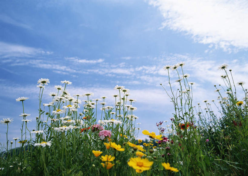 无人,横图,室外,白天,仰视,花海,花圃,美景,植物,叶子,阴影,盛开,光线,影子,景观,云,云朵,花蕾,云彩,花,花瓣,花朵,花卉,鲜花,黄色,蓝色,绿色,白色,白云,蓝天,天空,阳光,自然,花丛,花束,花田,天,花苞,花蕊,菊花,景色,晴朗,自然风光,大滨菊,西洋滨菊,滨菊,晴空,彩图,低角度拍摄