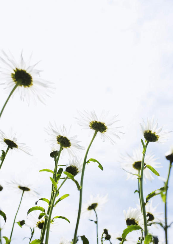 无人,竖图,室外,特写,白天,仰视,花海,花圃,美景,植物,叶子,许多,阴影,盛开,光线,影子,景观,云,云朵,花蕾,云彩,花,花瓣,花朵,花卉,鲜花,蓝色,绿色,白色,白云,蓝天,天空,阳光,自然,花丛,花束,花田,天,花苞,花蕊,菊花,景色,晴朗,自然风光,大滨菊,西洋滨菊,滨菊,晴空,彩图,低角度拍摄