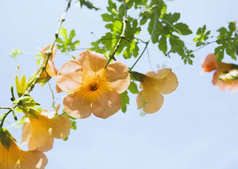 无人,横图,室外,特写,白天,仰视,美景,植物,叶子,阴影,盛开,光线,影子,景观,绿叶,枝条,花蕾,花,花瓣,花朵,鲜花,树,树木,树枝,蓝色,蓝天,天空,阳光,自然,天,花苞,花蕊,橙色,嫩叶,景色,母爱,晴朗,自然风光,万里无云,凌霄花,声誉,凌霄,紫葳,虬枝,枝杈,叶,叶片,晴空,晴空万里,彩图,低角度拍摄