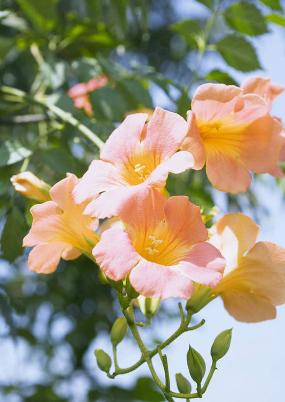 无人,竖图,室外,特写,白天,正面,美景,叶子,阴影,朦胧,模糊,盛开,光线,影子,景观,绿叶,花蕾,花,花瓣,花朵,鲜花,粉色,蓝色,蓝天,天空,阳光,自然,天,花苞,花蕊,橙色,嫩叶,景色,母爱,晴朗,自然风光,万里无云,凌霄花,声誉,凌霄,紫葳,叶,叶片,晴空,晴空万里,彩图