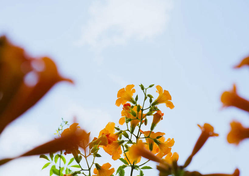 无人,横图,室外,特写,白天,仰视,美景,植物,叶子,阴影,朦胧,模糊,盛开,光线,影子,景观,云,云朵,绿叶,枝条,花蕾,云彩,花,花瓣,花朵,鲜花,树,树木,树枝,蓝色,白云,蓝天,天空,阳光,自然,天,花苞,花蕊,橙色,嫩叶,景色,母爱,晴朗,自然风光,凌霄花,声誉,凌霄,紫葳,虬枝,枝杈,叶,叶片,晴空,彩图,低角度拍摄