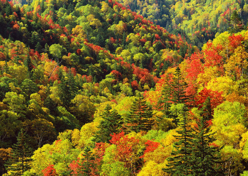无人,横图,俯视,室外,白天,旅游,度假,美景,秋季,森林,树林,植物,叶子,北海道,日本,亚洲,阴影,光线,影子,景观,枯叶,落叶,娱乐,树,树木,绿色,阳光,自然,享受,休闲,景色,放松,茂盛,生长,成长,繁茂,自然风光,东亚,日本国,北海道地方,北海道岛,兴旺,昌盛,上士幌町,昌隆,畅旺,发达,蕃芜,繁盛,富强,隆盛,蓬勃,旺盛,兴隆,兴盛,郁勃,叶,叶片,秋,秋天,彩图,高角度拍摄,河东郡,带广,带广市,十胜支厅