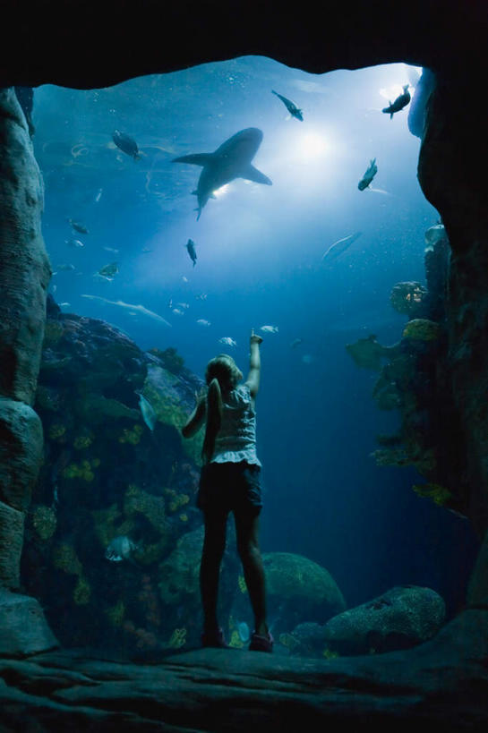 西方人,儿童,一个人,站,举,竖图,室外,白天,纯洁,鲨鱼,野生动物,欧洲,欧洲人,仅一个女性,仅一个人,表演,服装,休闲装,水族馆,小孩,背面,衣服,动物,托,站着,仅一个小孩,休闲,休闲服,展示,可爱,童年,童趣,海底世界,服饰,展览,饲养,凶猛,童真,烂漫,无邪,收集,极地海洋世界,残暴,天真,凶残,女孩,女人,女性,白种人,孩子,沙鱼,举起,举手,举着,向上举,向上伸,向上托,站立,彩图,全身,女生