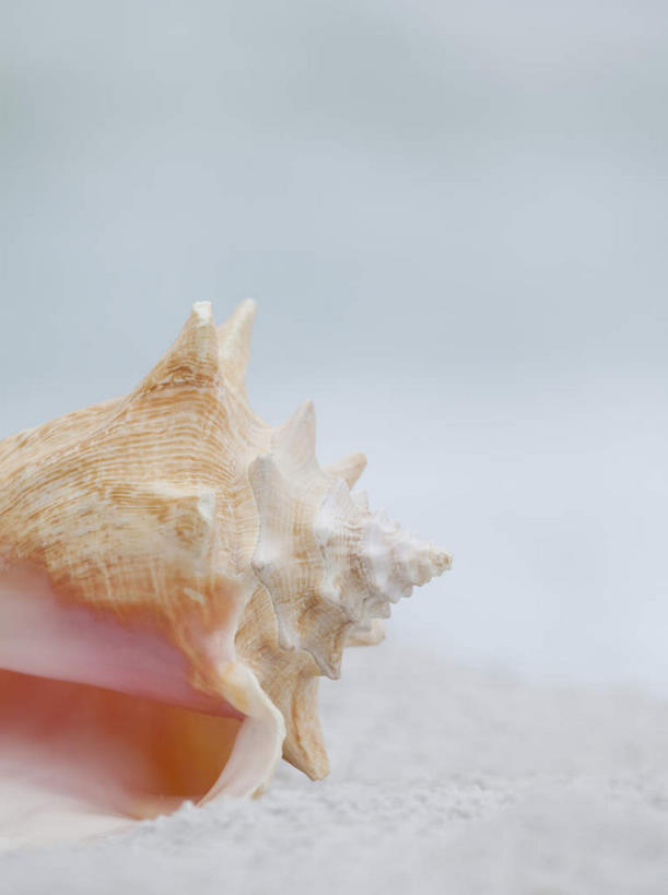 无人,竖图,室外,特写,白天,正面,海浪,海洋,美景,沙滩,贝壳,朦胧,模糊,沙子,海岸,景观,浪花,沙地,一个,自然,海水,景色,单个,自然风光,海景,贝类外壳,海螺壳,软体动物外壳,大海,风浪,海,海水的波动,海滩,近岸浪,涌浪,彩图