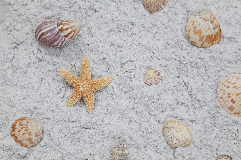 无人,横图,俯视,室外,特写,白天,美景,沙滩,海星,贝壳,沙子,海岸,景观,沙地,海洋生物,自然,动物,生物,景色,自然风光,棘皮动物门,贝类外壳,海螺壳,软体动物外壳,海滩,星鱼,彩图,高角度拍摄
