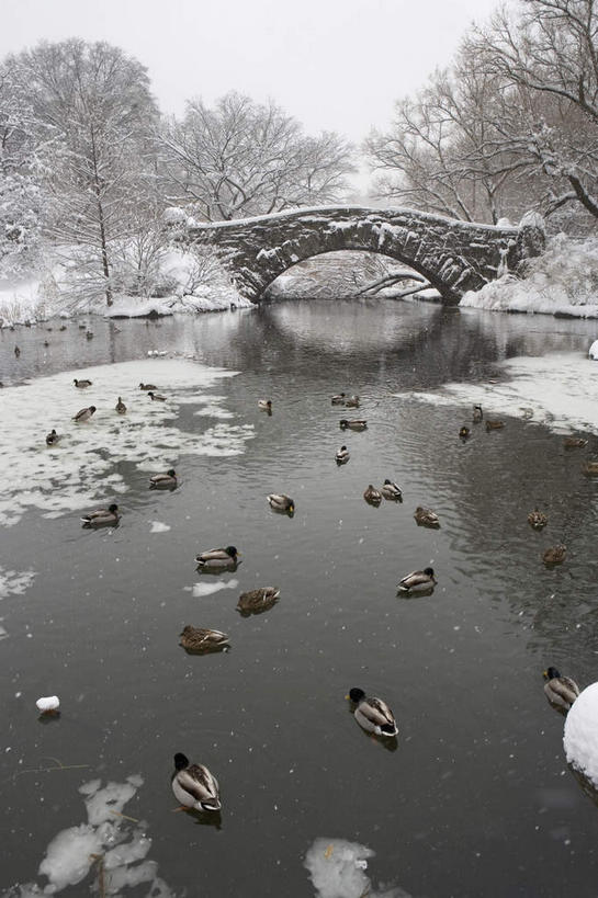 游泳,无人,竖图,俯视,室外,白天,度假,湖,湖泊,石头,美景,水,雪,植物,大雪,城市风光,城市,鸟,纽约,美国,鸟类,鸭,石子,湖面,积雪,景观,水流,水面,雪景,冬季,冬天,桥,曼哈顿,枝条,娱乐,石桥,家禽,拱桥,栈桥,树,树木,树枝,动物,湖水,享受,休闲,景色,放松,寒冷,牲畜,拱形,人行桥,石拱桥,北美,北美洲,美洲,中央公园,纽约中央公园,纽约州,帝国之州,帝国州,北亚美利加洲,亚美利加洲,严寒,泅水,虬枝,枝杈,拍浮,石块,彩图,高角度拍摄,全身,曼哈顿岛