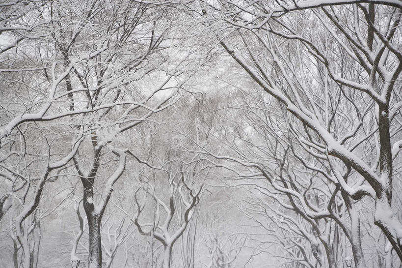 无人,横图,室外,白天,仰视,度假,美景,雪,植物,大雪,城市风光,城市,纽约,美国,积雪,景观,雪景,冬季,冬天,曼哈顿,枝条,娱乐,树,树木,树枝,享受,休闲,景色,放松,寒冷,北美,北美洲,美洲,中央公园,纽约中央公园,纽约州,帝国之州,帝国州,北亚美利加洲,亚美利加洲,严寒,虬枝,枝杈,彩图,低角度拍摄,曼哈顿岛