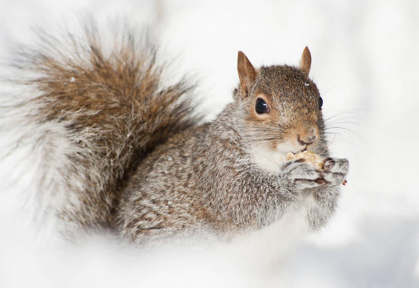 无人,蹲,吃,横图,室外,特写,白天,正面,美景,雪,大雪,野生动物,纽约,美国,握,朦胧,模糊,积雪,景观,雪景,冬季,冬天,坚果,果实,松果,拿,拿着,注视,一只,自然,动物,干果,松鼠,观察,看,景色,寒冷,可爱,握着,活泼,观看,察看,北美,北美洲,松塔,关注,自然风光,美洲,纽约州,帝国之州,帝国州,北亚美利加洲,亚美利加洲,严寒,蹲着,嚼,食,半身,彩图,美利坚合众国