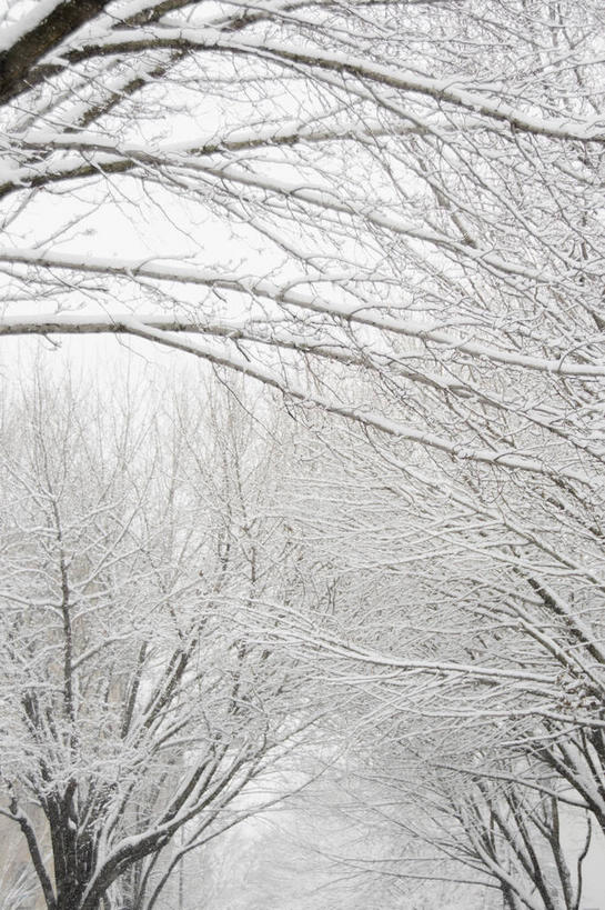 无人,竖图,室外,白天,正面,美景,雪,植物,大雪,城市,纽约,美国,积雪,景观,雪景,冬季,冬天,曼哈顿,枝条,树,树木,树枝,自然,景色,寒冷,北美,北美洲,自然风光,美洲,纽约州,帝国之州,帝国州,北亚美利加洲,亚美利加洲,严寒,威廉斯堡,虬枝,枝杈,布鲁克林,布鲁克林区,彩图,曼哈顿岛