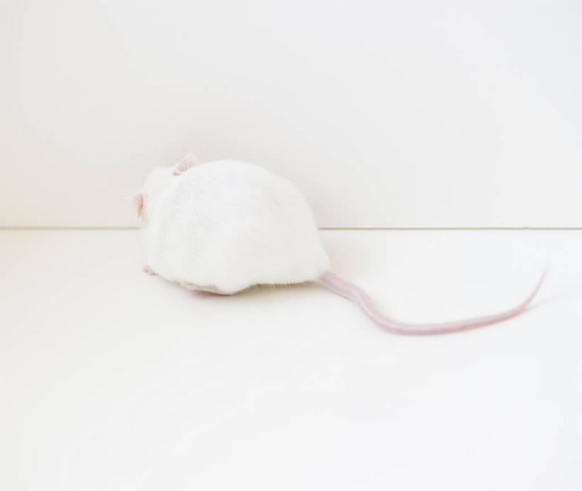 无人,横图,室内,特写,白天,白色背景,野生动物,老鼠,阴影,反射,细菌,影子,一只,背面,白色,动物,趴着,白老鼠,摄影,影棚,病菌,传染,四害,鼷鼠,小家鼠,耗子,趴,彩图,全身,影棚拍摄,拍摄